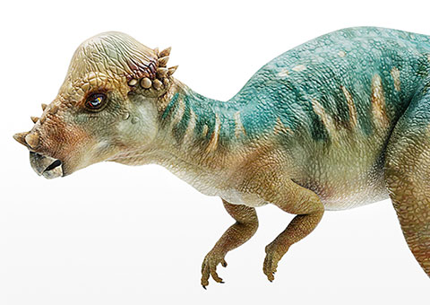 Pachycethaphalosaurus