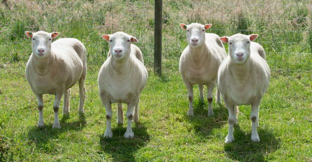 Dolly the Sheep